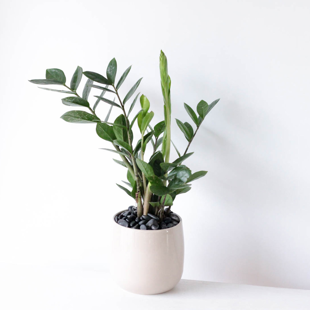 ZZ Plant - 4" Potted