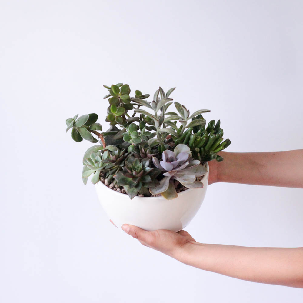 Succulent Garden Bowl
