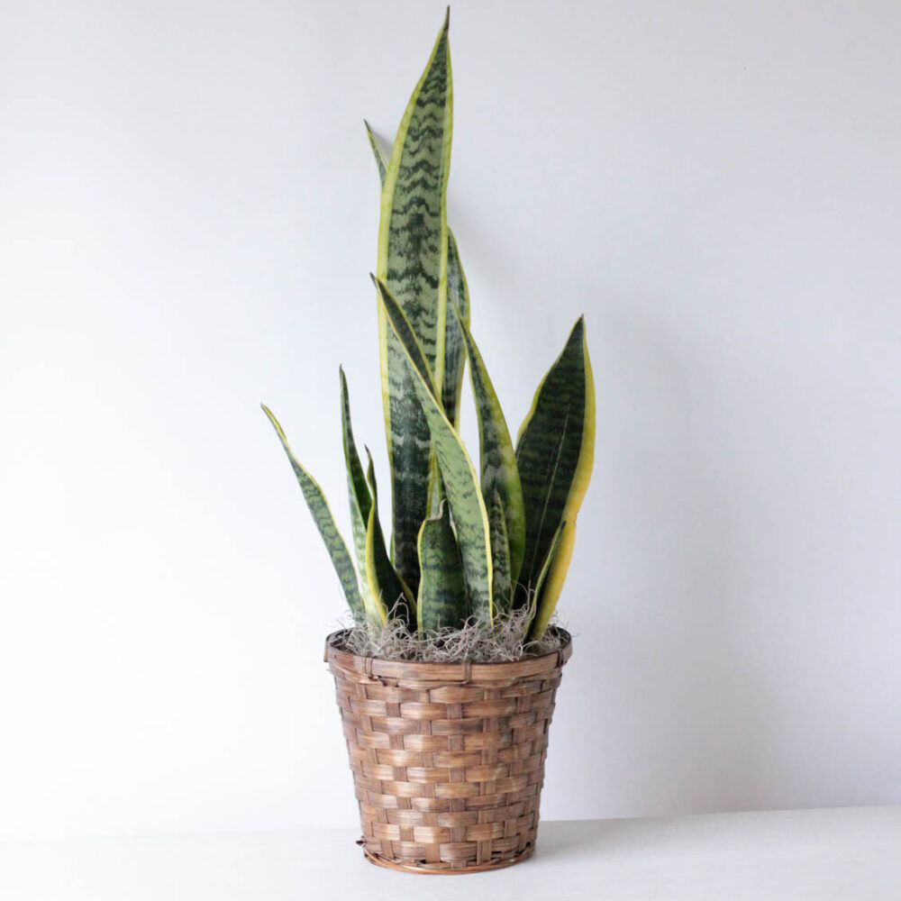 Sansevieria - 6" Potted Plant