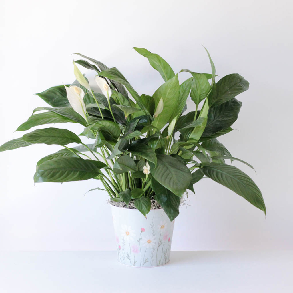 Peace Lily- Hummingbird Tin